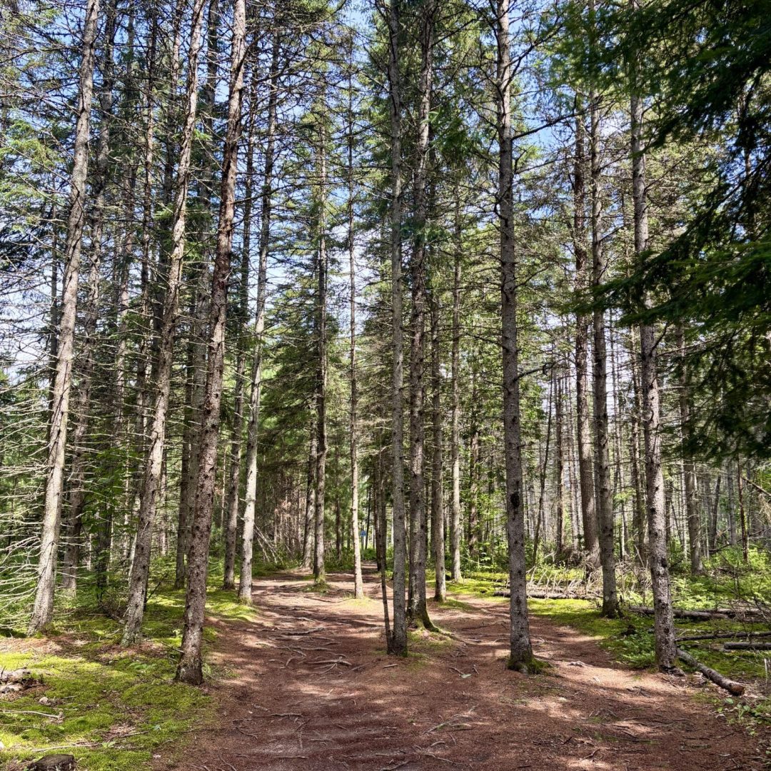 Sentier boisé à proximité de l’Espace Mont X